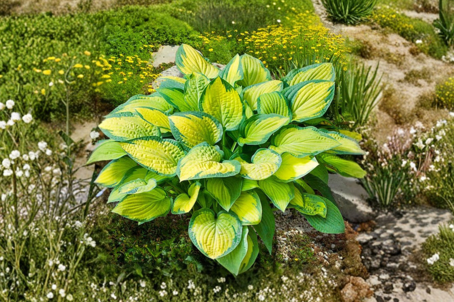 FREE SHIPPING Island Breeze Hosta Starter Plant | Live Shade Perennial | Variegated Hosta | Foliage Garden Plant