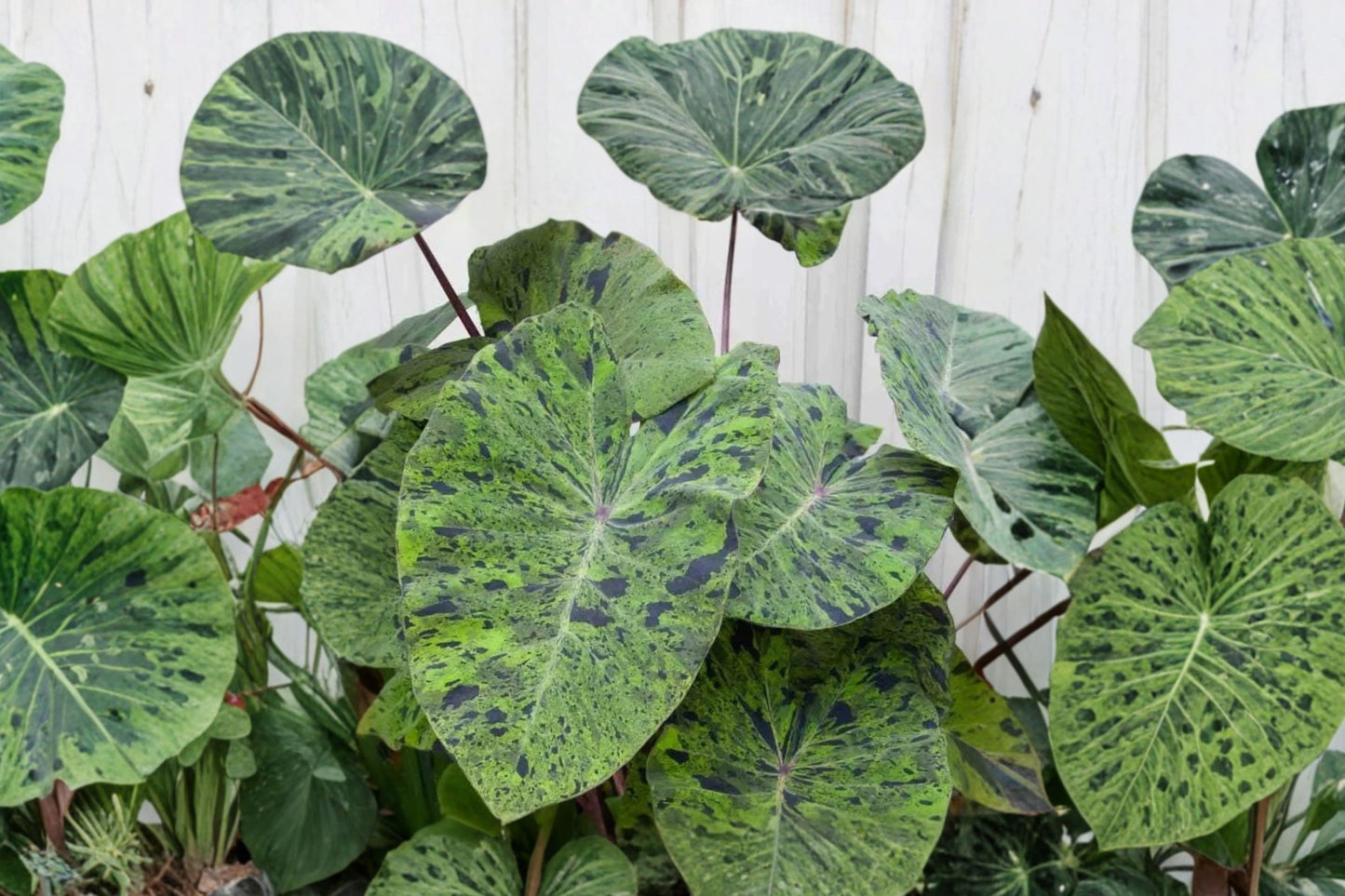 FREE SHIPPING Mojito Elephant Ear Alocasia Starter Plant | Live Alocasia mojito | Variegated Tropical Houseplant