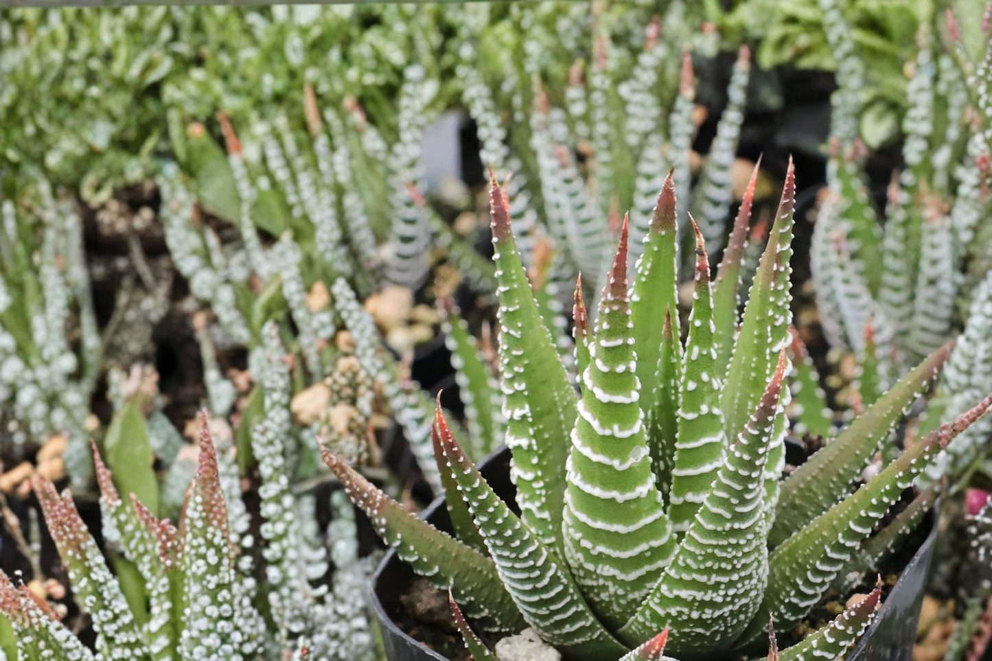 FREE SHIPPING Zebra Aloe Haworthia Fasciata Starter Plant | Live Zebra Succulent | Easy Care Indoor Houseplant | Gift for Plant Lovers