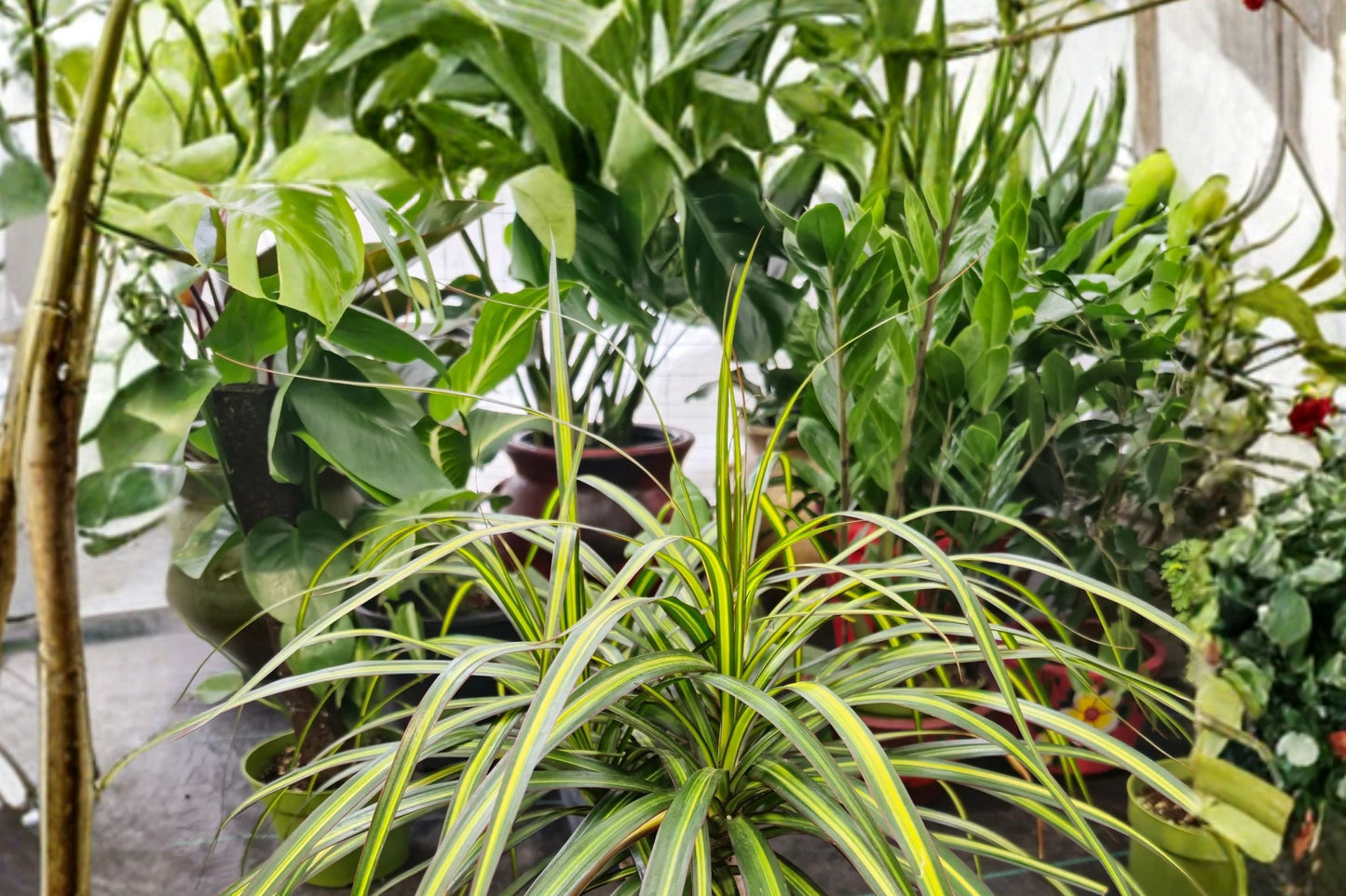 FREE SHIPPING Dracaena Magenta Madagascar Dragon Tree Starter Plant | Live Dracaena marginata 'Magenta' | Houseplant