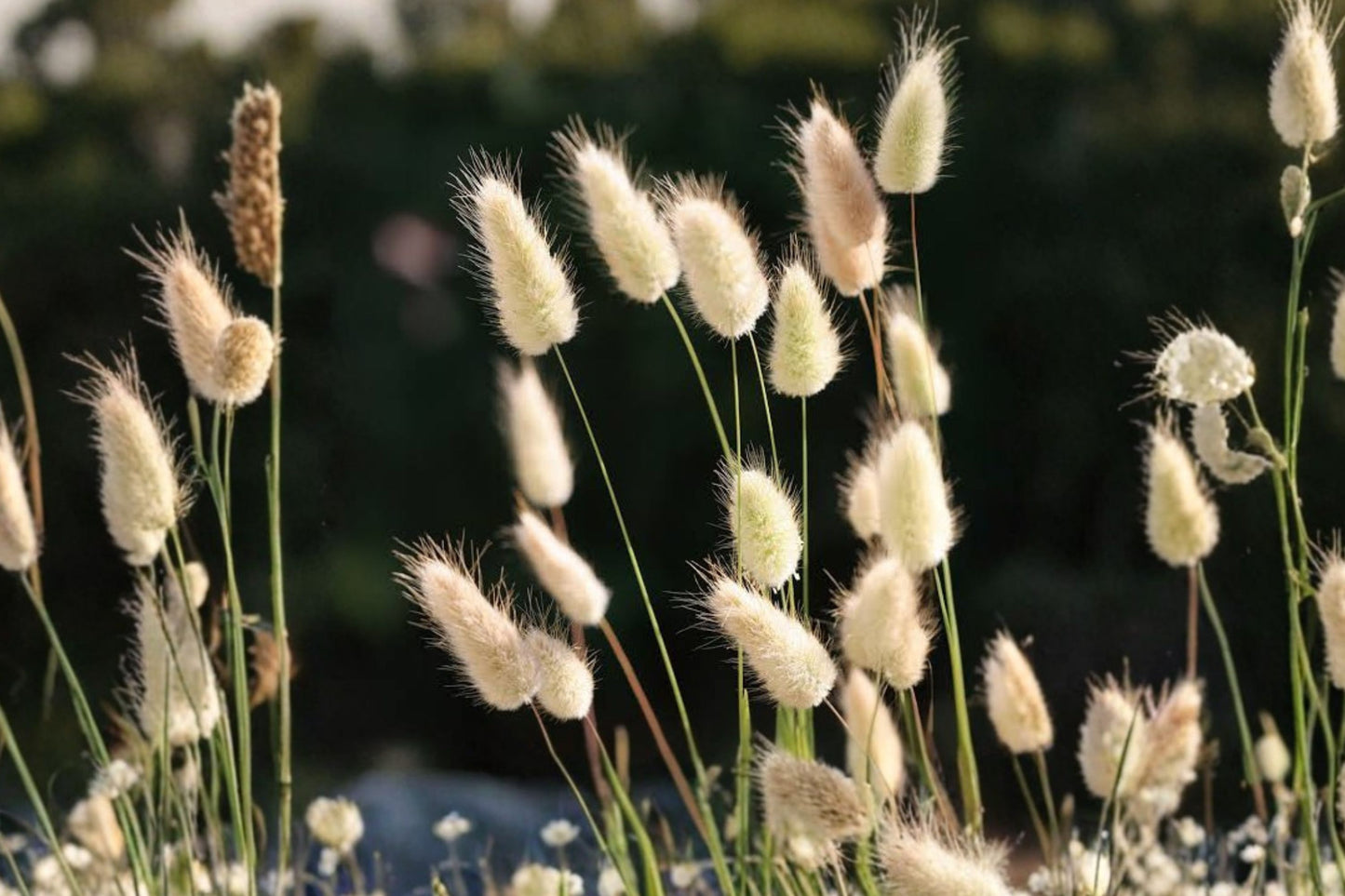 FREE SHIPPING Dwarf Little Bunny Grass Plug Starter Plant | Live Lagurus ovatus | Ornamental Bunny Tail Grass | Garden Plant