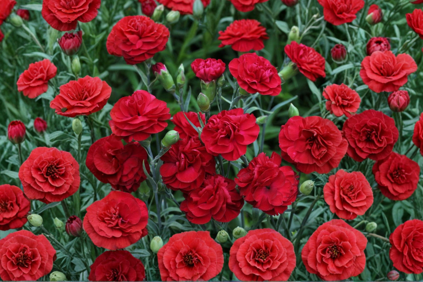 FREE SHIPPING Red Carnation Dianthus 'Passion' Starter Plant | Live Dianthus 'Passion' | Fragrant Flowering Perennial