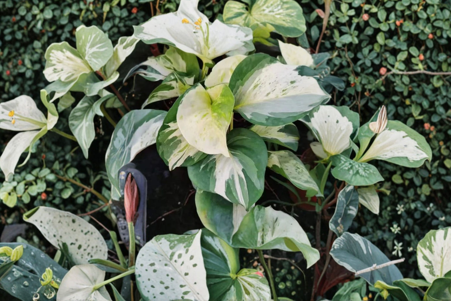 FREE SHIPPING Rare Manjula Pothos Starter Plant | Live Epipremnum aureum 'Manjula' | Variegated Houseplant | Indoor Plant