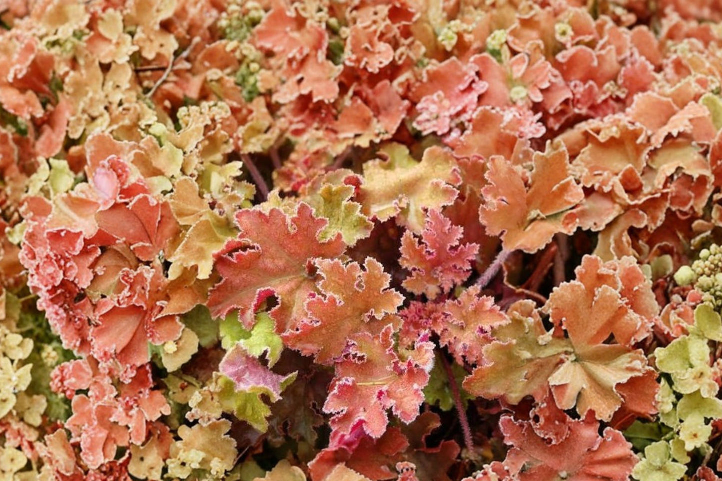 FREE SHIPPING Marmalade Heuchera Starter Plant | Live Heuchera 'Marmalade' | Coral Bells Perennial | Colorful Shade Plant