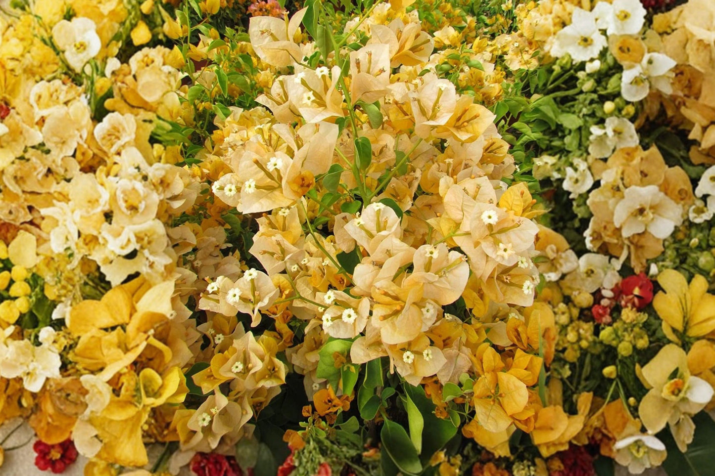 FREE SHIPPING California Gold Bougainvillea Starter Plant | Live Bougainvillea 'California Gold' | Yellow Flowering Vine