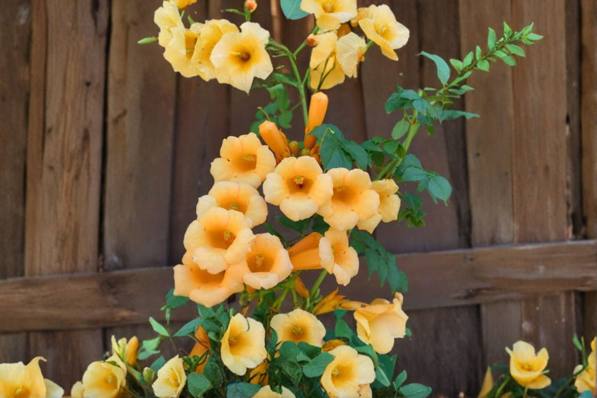 FREE SHIPPING Yellow Trumpet Vine Starter Plant | Live Campsis radicans | Trumpet Creeper Climbing Vine | Hummingbird Garden