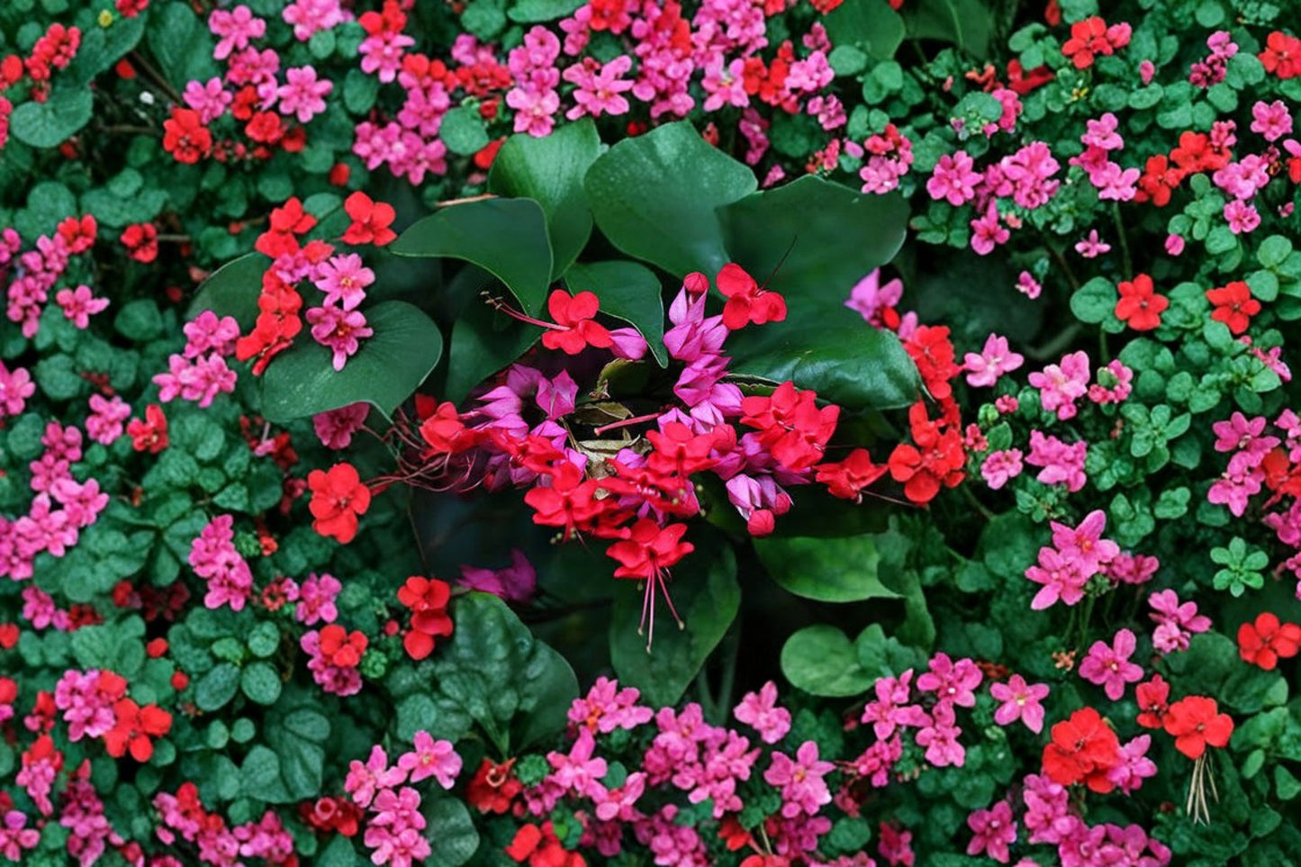 FREE SHIPPING Purple & Red Bleeding Heart Tropical Vine Starter Plant | Live Clerodendrum thomsoniae | Glory Bower Vine