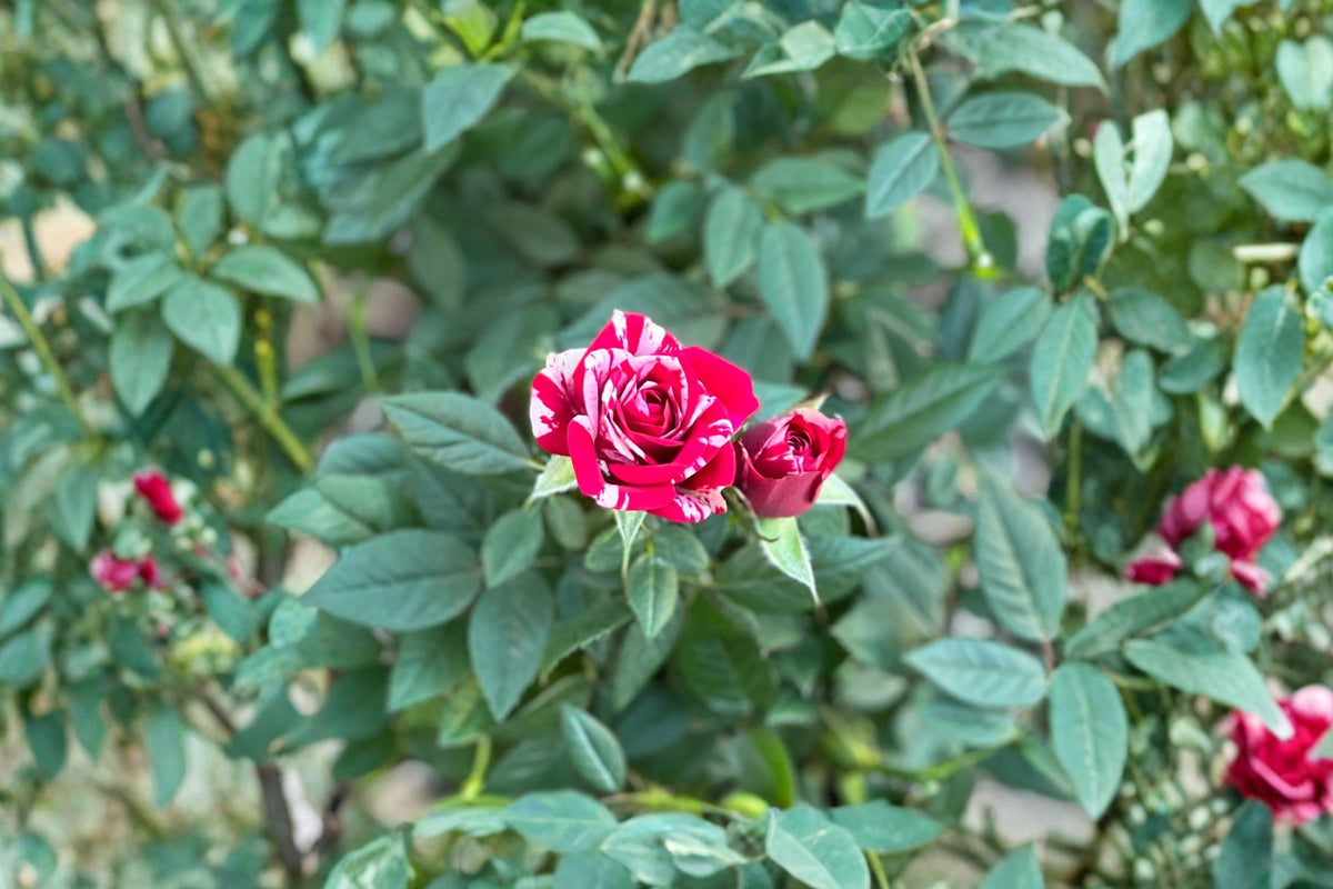 FREE SHIPPING Gigi Miniature Rose Starter Plant | Live Rosa 'Gigi' | Swirled Beauty Mini Rose | Flowering Rose Plant