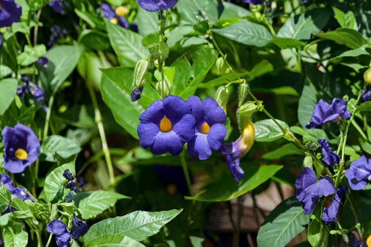 FREE SHIPPING Blue Glory Black Eyed Susan Vine Starter Plant | Live Thunbergia alata | Blue Flowering Climbing Vine