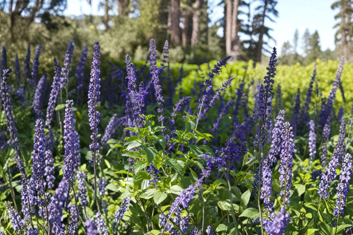 FREE SHIPPING Indigo Spires Salvia Starter Plant | Live Salvia 'Indigo Spires' | Blue Flowering Perennial | Pollinator Plant