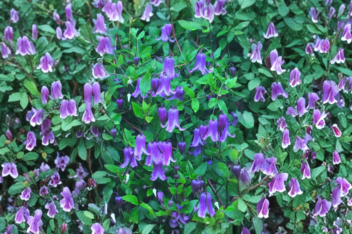 FREE SHIPPING Blue Bells Clematis Roguchi Starter Plant | Live Clematis 'Rooguchi' | Blue Bell Flowering Climbing Vine
