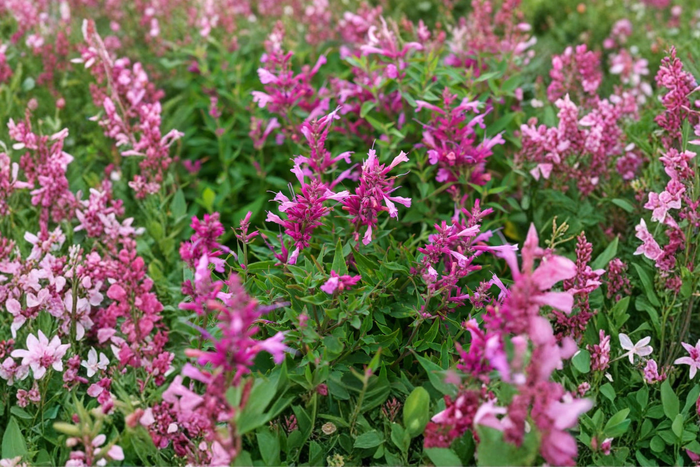 FREE SHIPPING Rosie Posie Butterfly Bush Starter Plant | Live Buddleja 'Rosie Posie' | Pink Flowering Shrub | Pollinator Plant