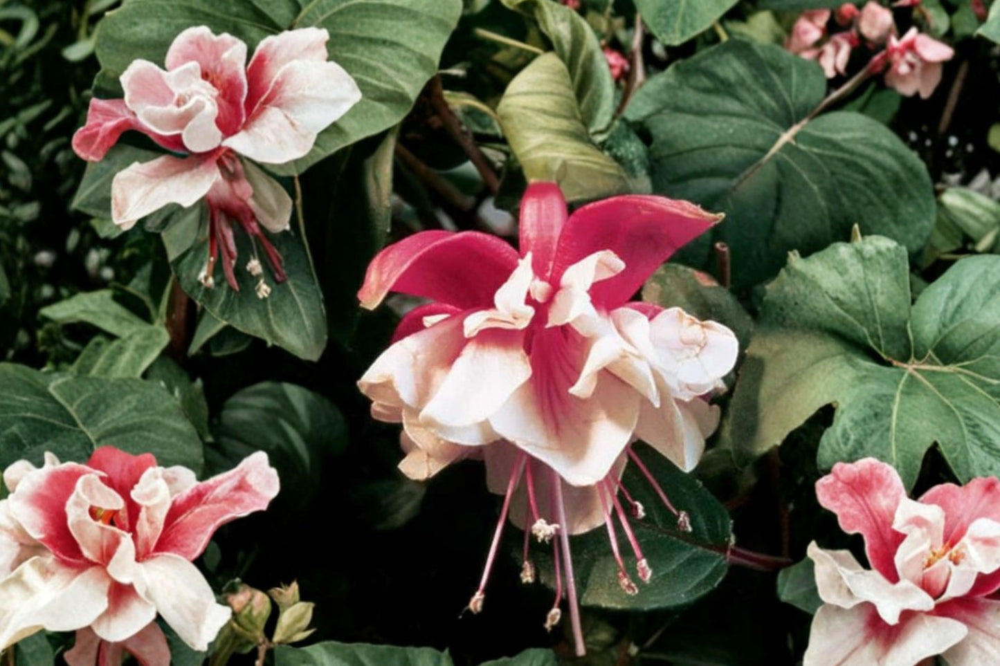 FREE SHIPPING Swingtime Fuchsia Starter Plant | Live Fuchsia 'Swingtime' | Red & White Flowering Plant | Hanging Basket