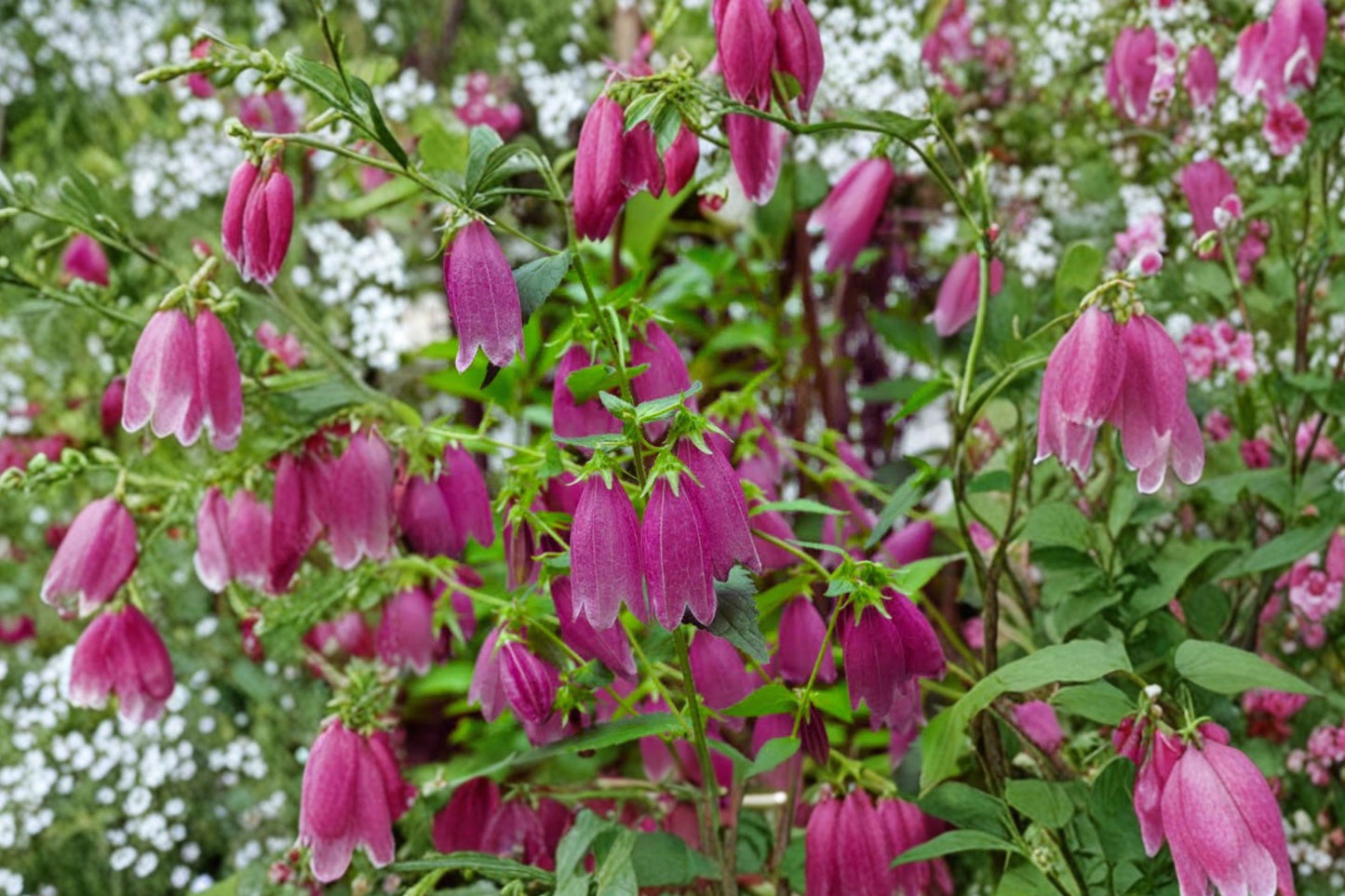FREE SHIPPING Cherry Bellflower Campanula Starter Plant | Live Campanula punctata 'Cherry Bells' | Pink Flowering Perennial
