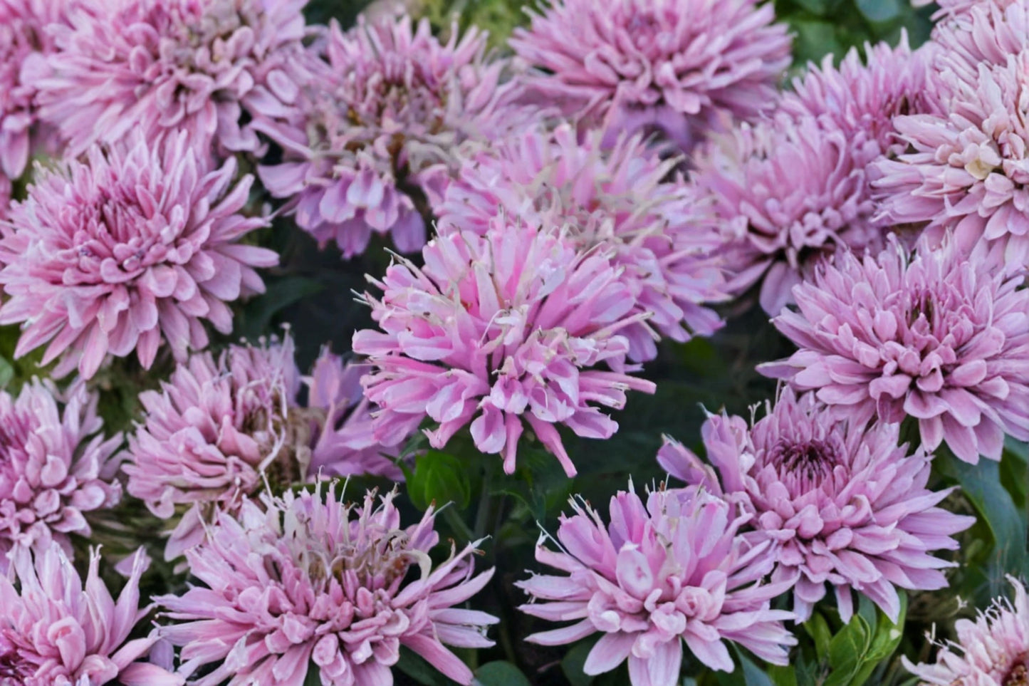 FREE SHIPPING Pink Frosting Bee Balm Starter Plant | Live Monarda 'Pink Frosting' | Pink Flowering Perennial | Pollinator Plant