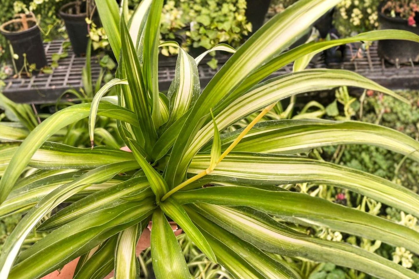 FREE SHIPPING Hawaiian Spider Plant Starter | Live Chlorophytum comosum 'Hawaiian' | Tropical Houseplant | Air Purifying Plant