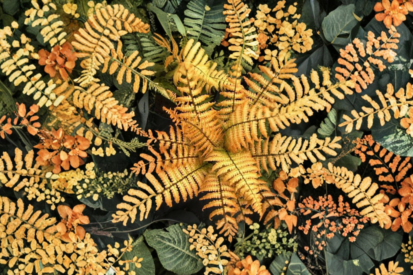 FREE SHIPPING Jurassic Gold Fern Starter Plant | Live Microsorum punctatum 'Jurassic Gold' | Rare Tropical Houseplant