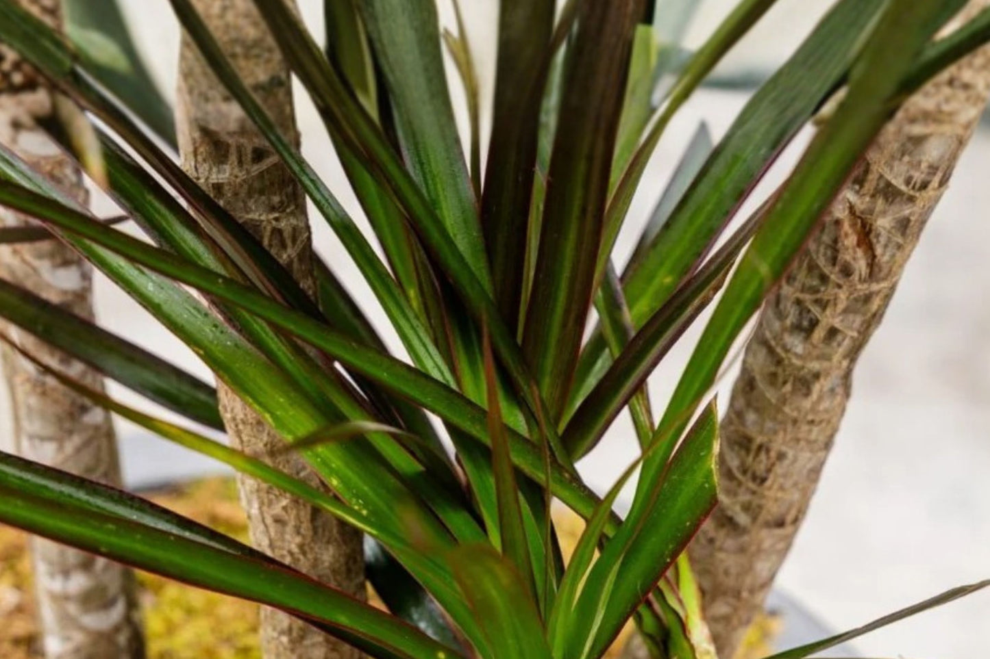 FREE SHIPPING Dracaena Magenta Madagascar Dragon Tree Starter Plant | Live Dracaena marginata 'Magenta' | Houseplant