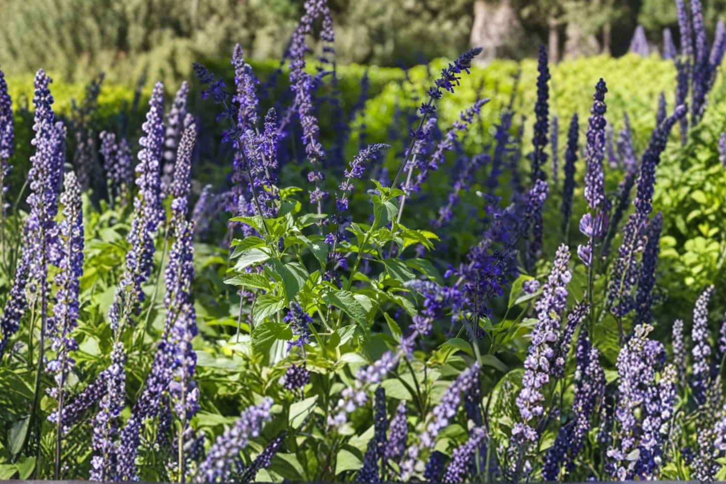FREE SHIPPING Indigo Spires Salvia Starter Plant | Live Salvia 'Indigo Spires' | Blue Flowering Pollinator Perennial