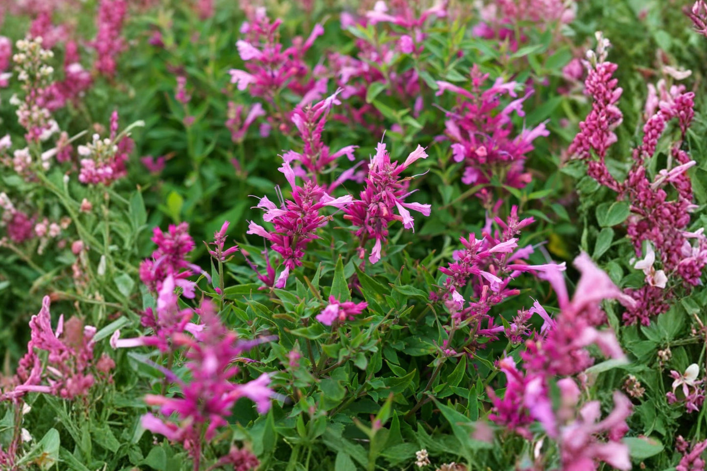 FREE SHIPPING Rosie Posie Butterfly Bush Starter Plant | Live Buddleja 'Rosie Posie' | Pink Flowering Pollinator Shrub