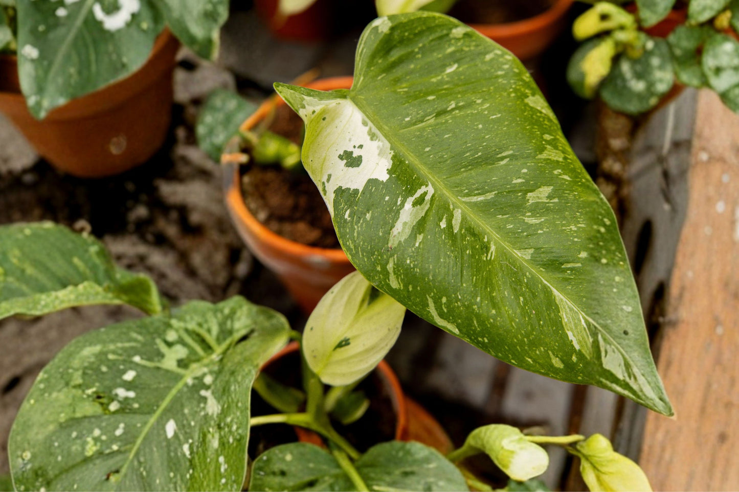 FREE SHIPPING Jose Buono Philodendron Starter Plant | Live Philodendron 'Jose Buono' | Variegated Tropical Houseplant