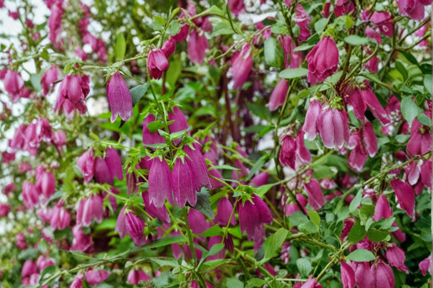 FREE SHIPPING Cherry Bellflower Campanula Starter Plant | Live Campanula punctata 'Cherry Bells' | Pink Flowering Perennial