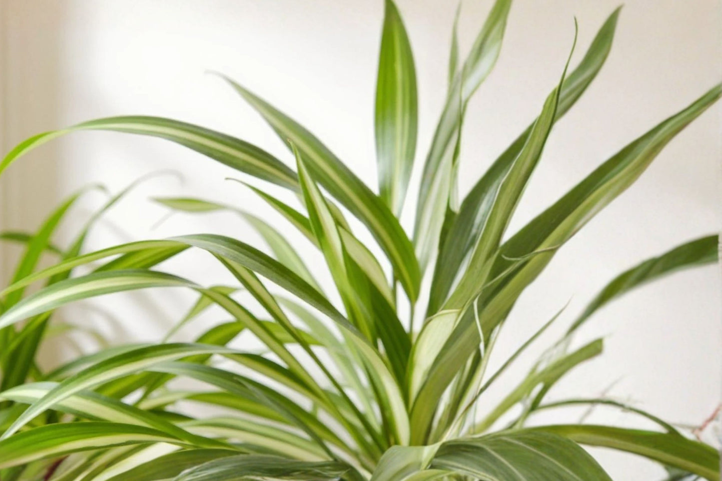 FREE SHIPPING Hawaiian Spider Plant Starter Plant | Live Chlorophytum comosum 'Hawaiian' | Tropical Houseplant | Indoor Plant