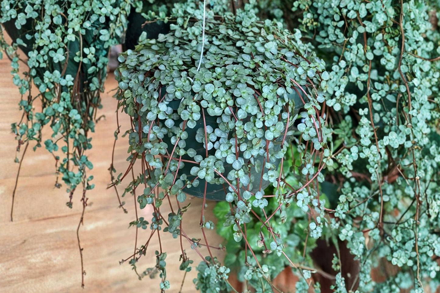 Baby Blue Tears Mini Succulent Starter Plant | Live Pilea glauca | Trailing Houseplant | Terrarium Plant | Fairy Garden
