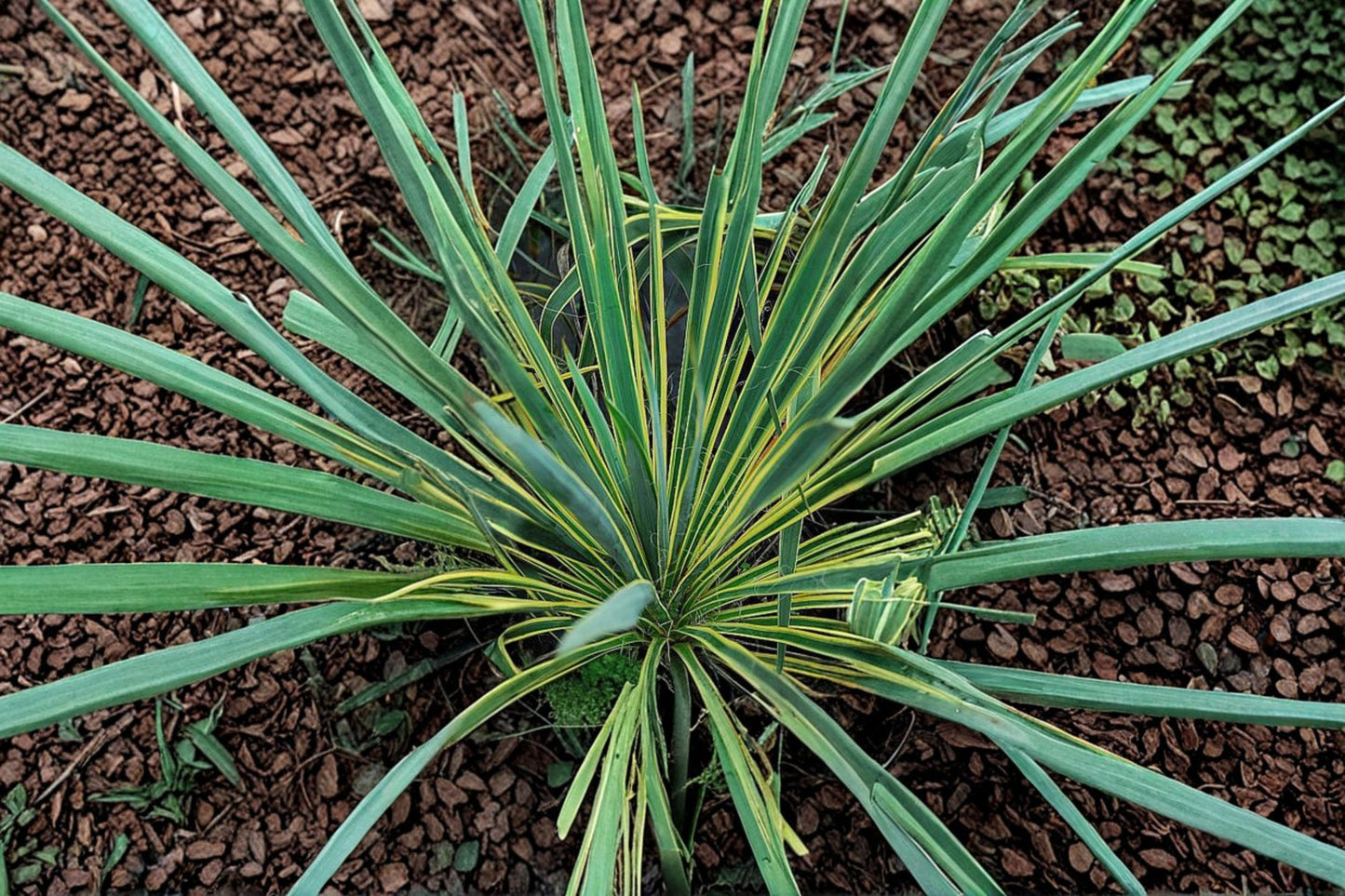 FREE SHIPPING Yucca Bright Edge Live Starter Plant | Yucca filamentosa 'Bright Edge' | Bi-Tone Variegated Evergreen Garden Plant