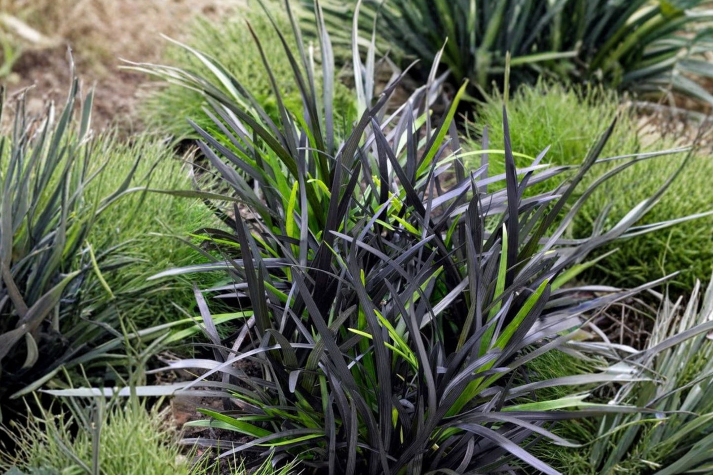 FREE SHIPPING First Knight Grass Plug Starter Plant | Live Miscanthus sinensis 'First Knight' | Black Ornamental Perennial Grass
