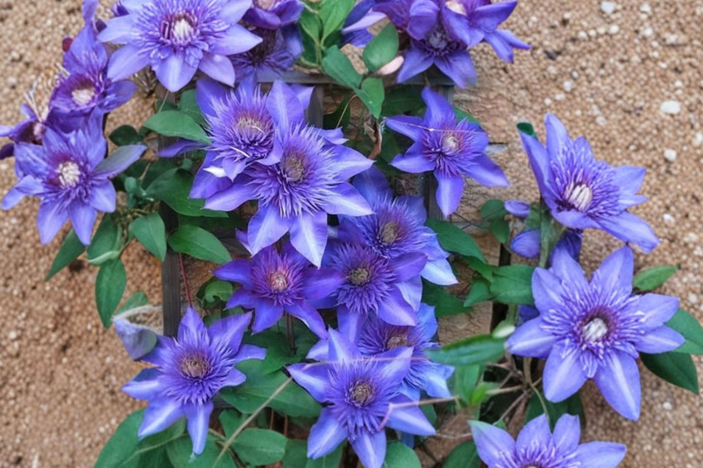 FREE SHIPPING Blue Light Clematis Starter Plant | Live Clematis 'Blue Light' | Double Blue Flowering Climbing Vine