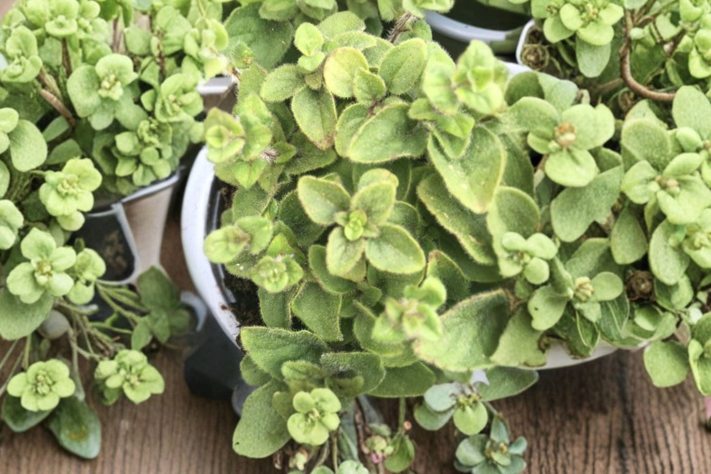 FREE SHIPPING Hot and Spicy Oregano Starter Plant | Live Origanum vulgare 'Hot and Spicy' | Culinary Herb | Herb Garden