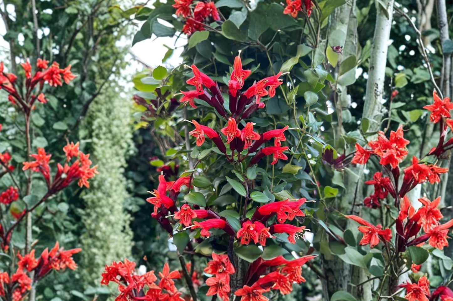 FREE SHIPPING Variegated Lipstick Plant Starter | Red Bolero Aeschynanthus Live Plant | Trailing Tropical Houseplant