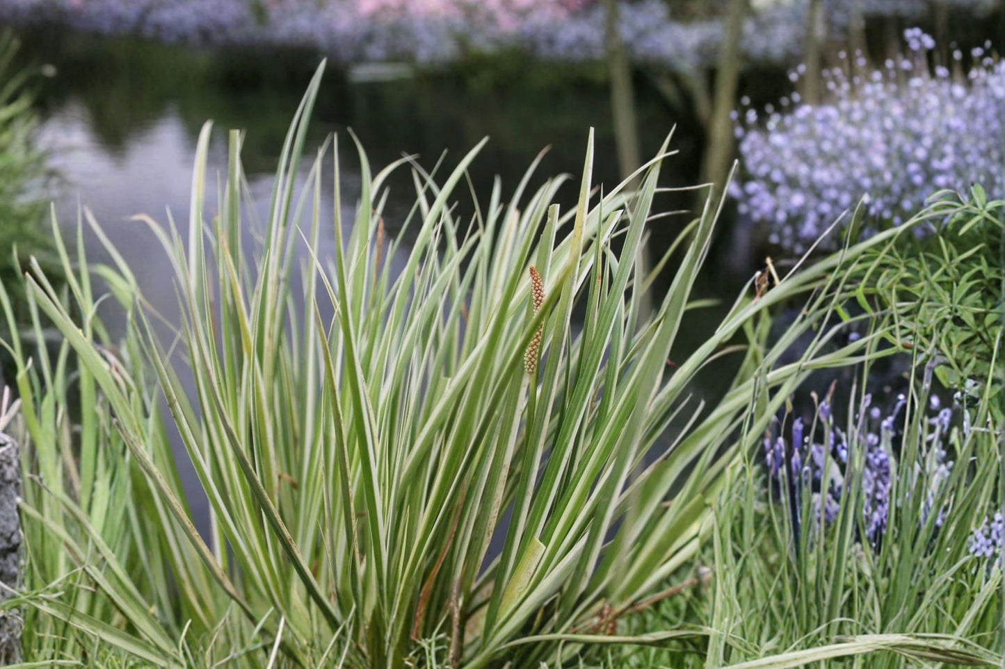 FREE SHIPPING Variegated Sweet Flag Grass Starter Plant | Live Acorus gramineus 'Variegatus' | Ornamental Grass