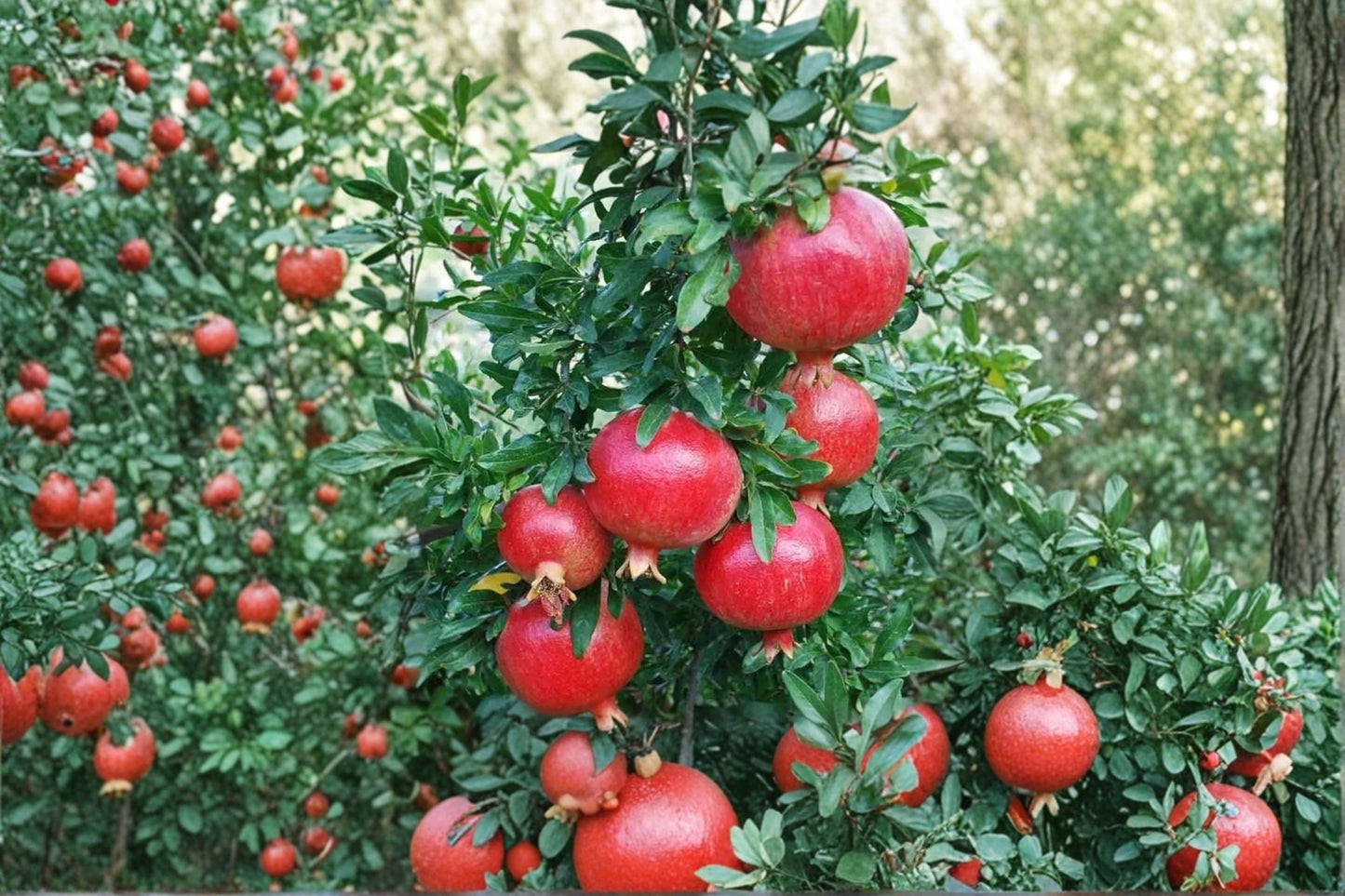 Miniature Pomegranate Bush House Plant | Live Punica granatum 'Nana' Starter Plant | Dwarf Fruiting Indoor Plant | Bonsai