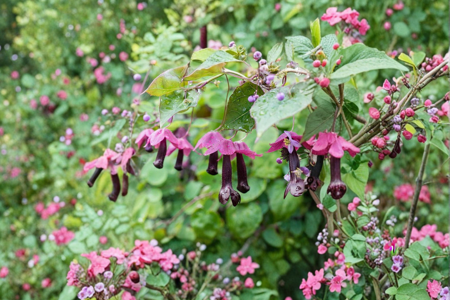 FREE SHIPPING Firetails Vine Starter Plant | Live Rhodochiton atrosanguineus | Purple Bell Flower Climbing Vine