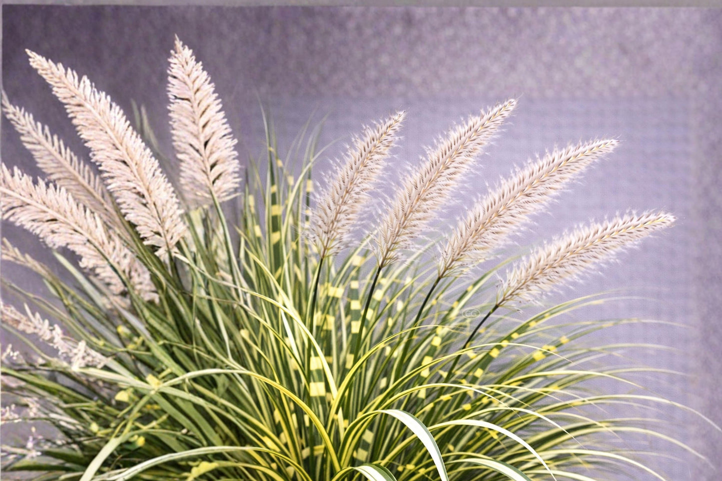 FREE SHIPPING Zebrinus Chinese Silver Grass Starter Plant | Live Miscanthus sinensis 'Zebrinus' | Zebra Ornamental Grass
