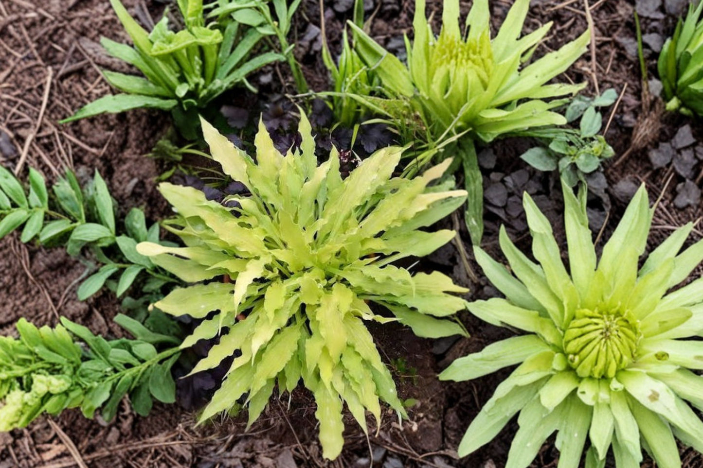 FREE SHIPPING Wiggles and Squiggles Hosta Live Bulbs | Hosta 'Wiggles and Squiggles' | Shade Garden Perennial