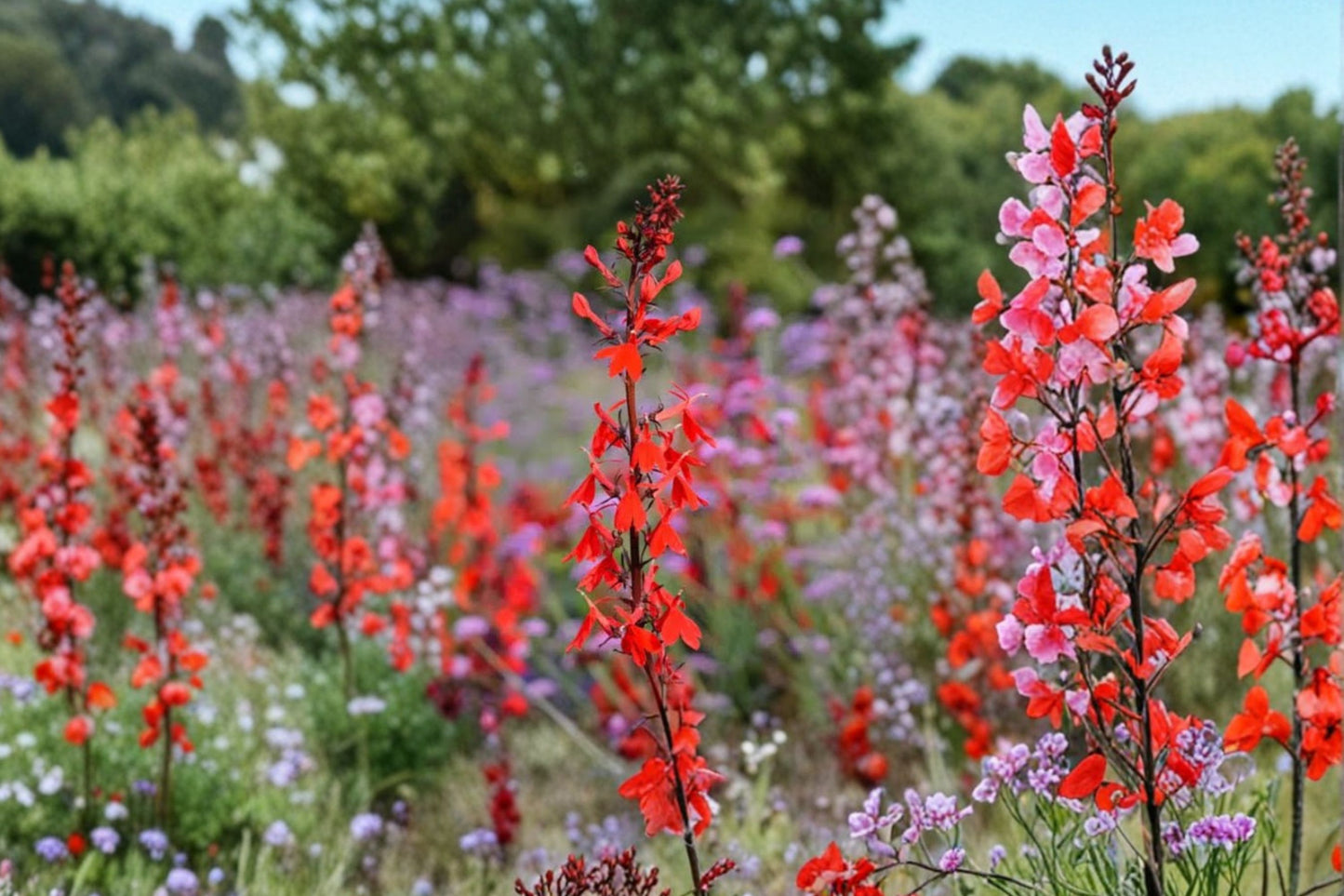 Scarlet Cardinal Flower Starter Plant | Live Lobelia cardinalis | Red Native Perennial | Hummingbird & Pollinator Plant