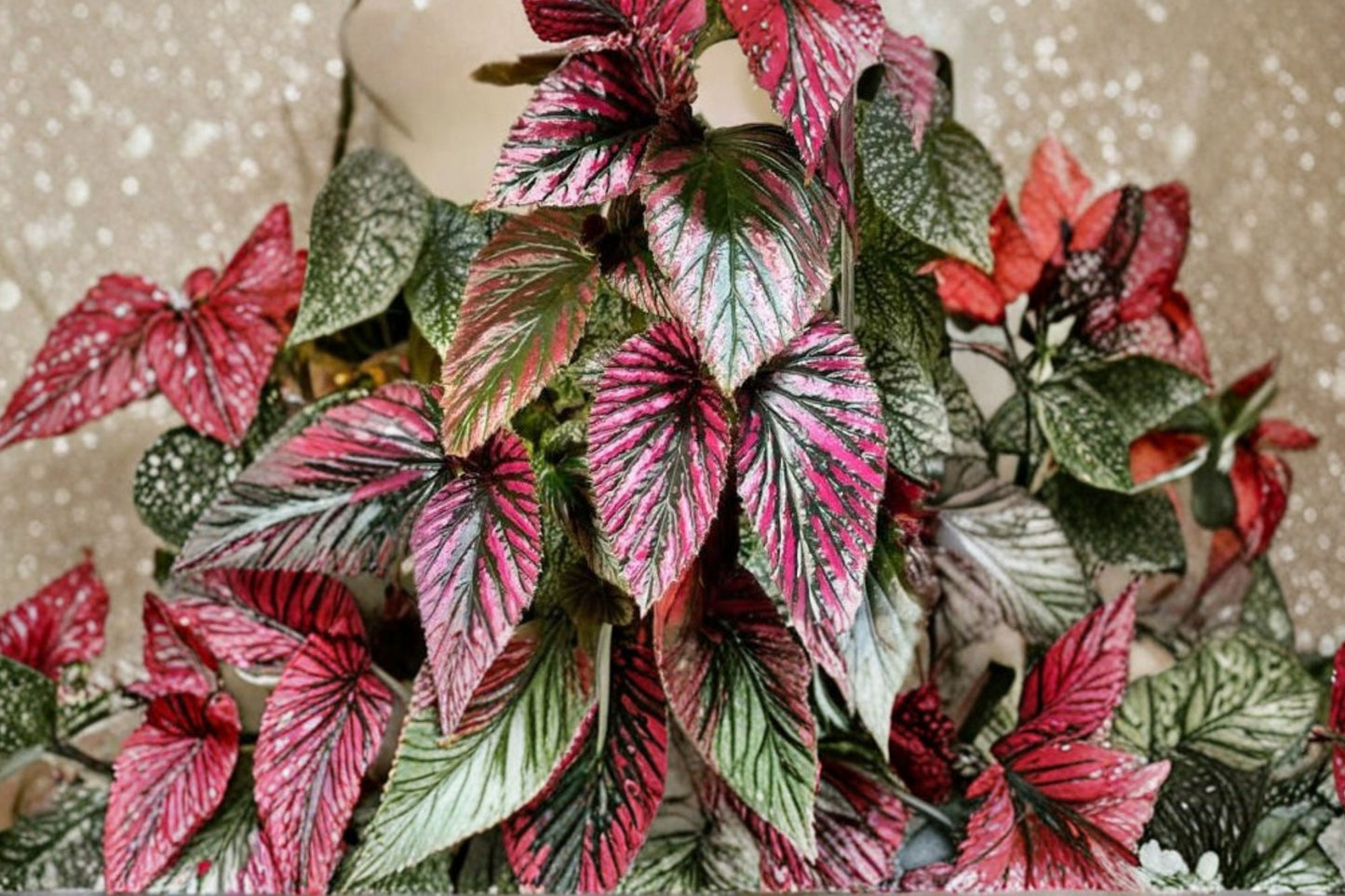 FREE SHIPPING Pink Begonia Exotica Starter Plant | Live Begonia brevirimosa 'Exotica' | Rare Pink Houseplant