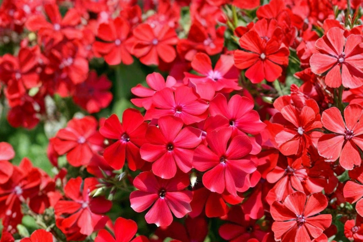 FREE SHIPPING 5 Pack Scarlet Flame Phlox Starter Plants | Live Phlox paniculata | Red Perennial Flowers | Pollinator Garden