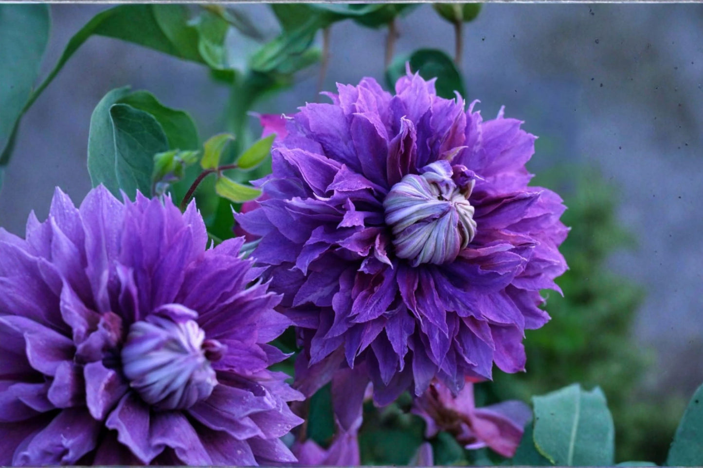 FREE SHIPPING Clematis 'Diamantina' Double Vine Starter Plant | Live Clematis 'Diamantina' | Blue Purple Double Blooms