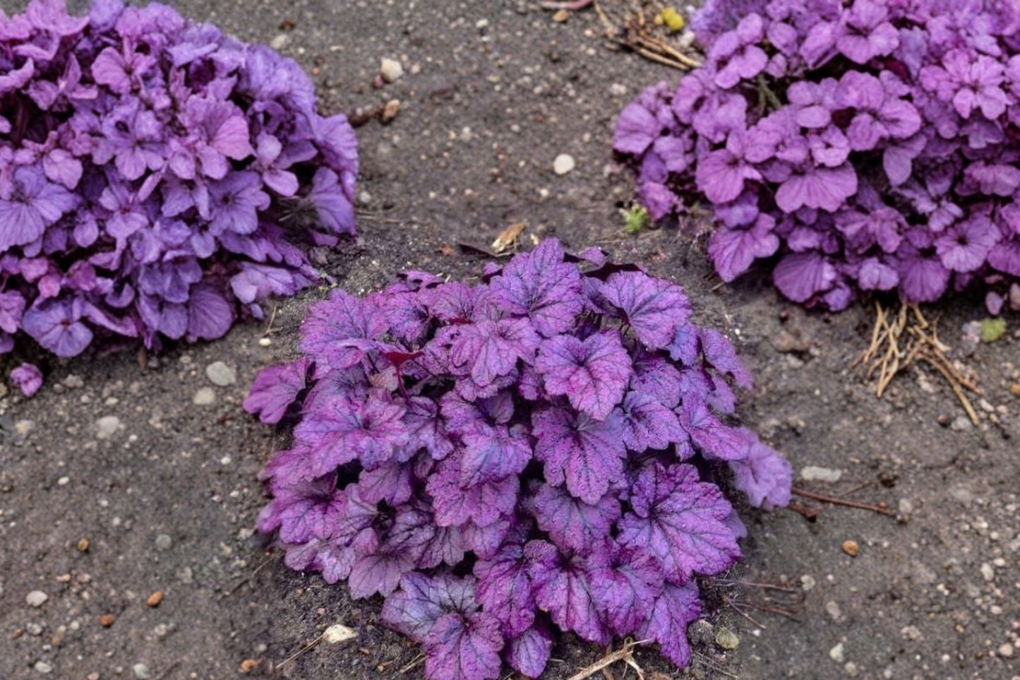 FREE SHIPPING Purple Grande Amethyst Heuchera Starter Plant | Live Heuchera 'Grande Amethyst' | Coral Bells Perennial