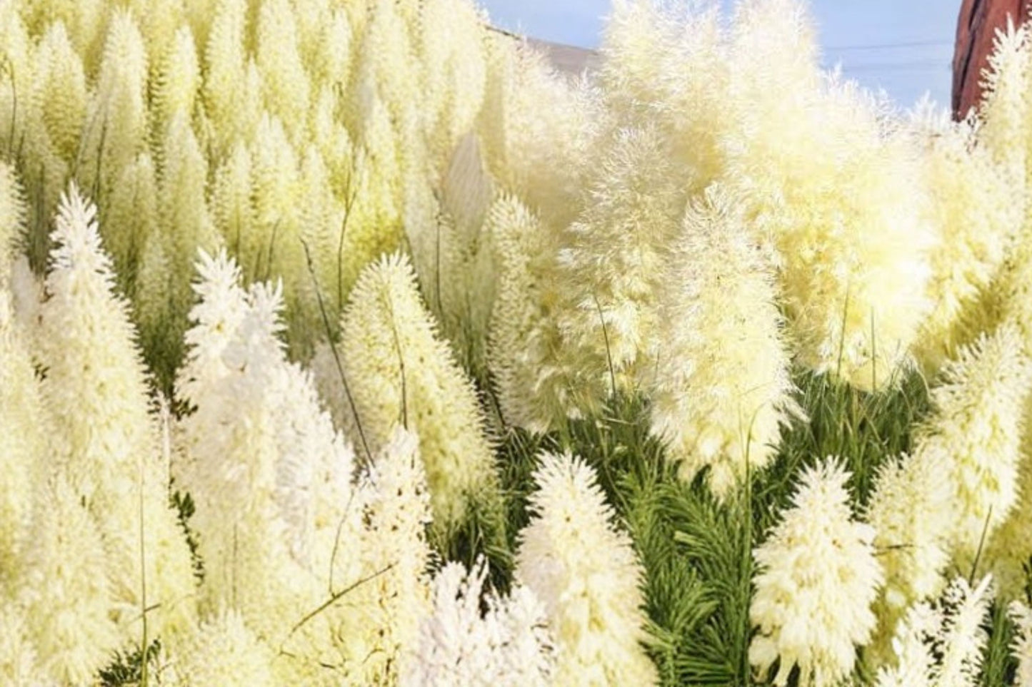 FREE SHIPPING White Pampas Grass Plug Starter Plant | Live Cortaderia selloana | Tall Ornamental Grass | Landscape Accent