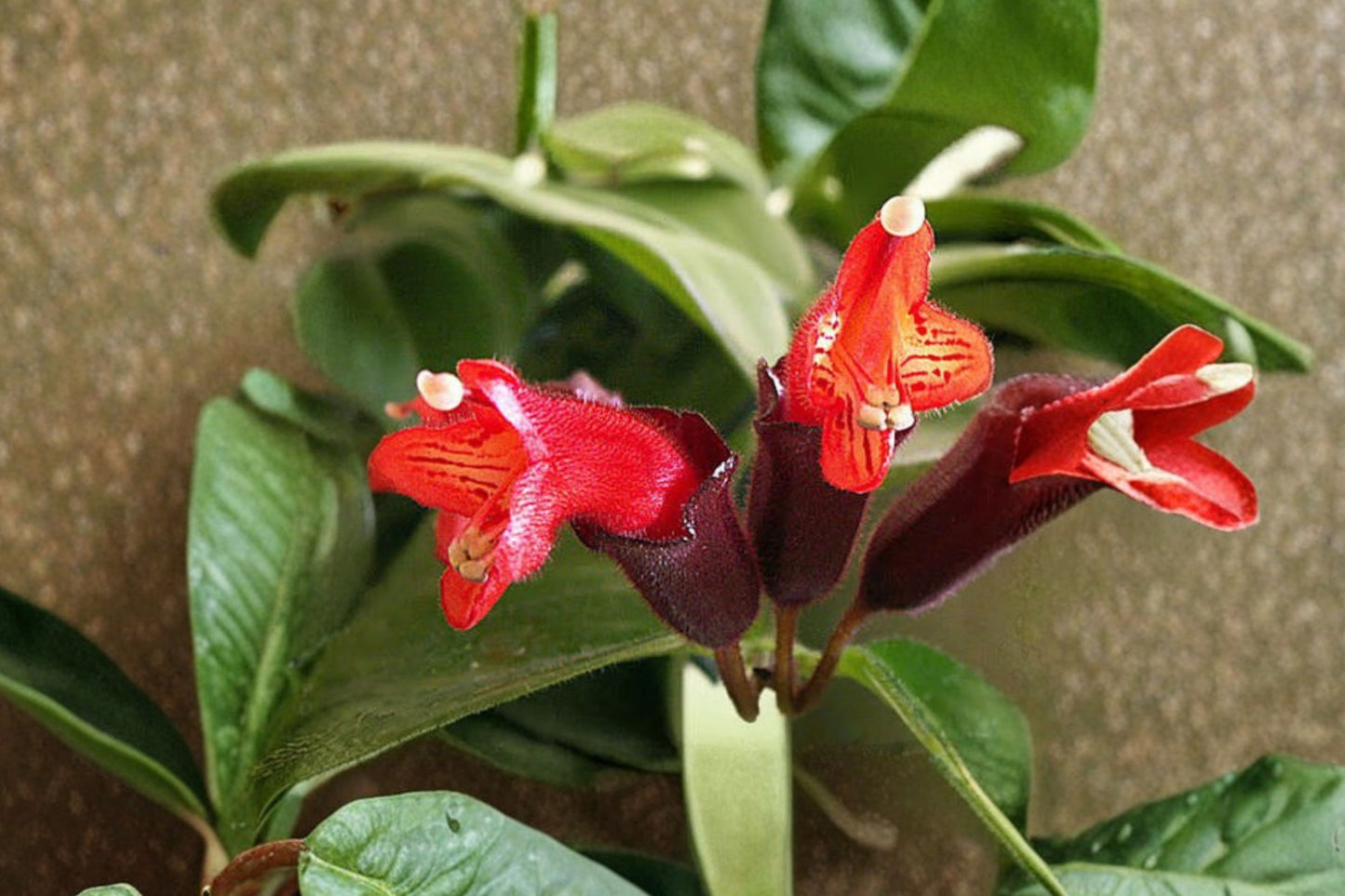 FREE SHIPPING Red Lipstick Plant Starter Plant | Live Aeschynanthus radicans | Trailing Houseplant | Indoor Hanging Plant