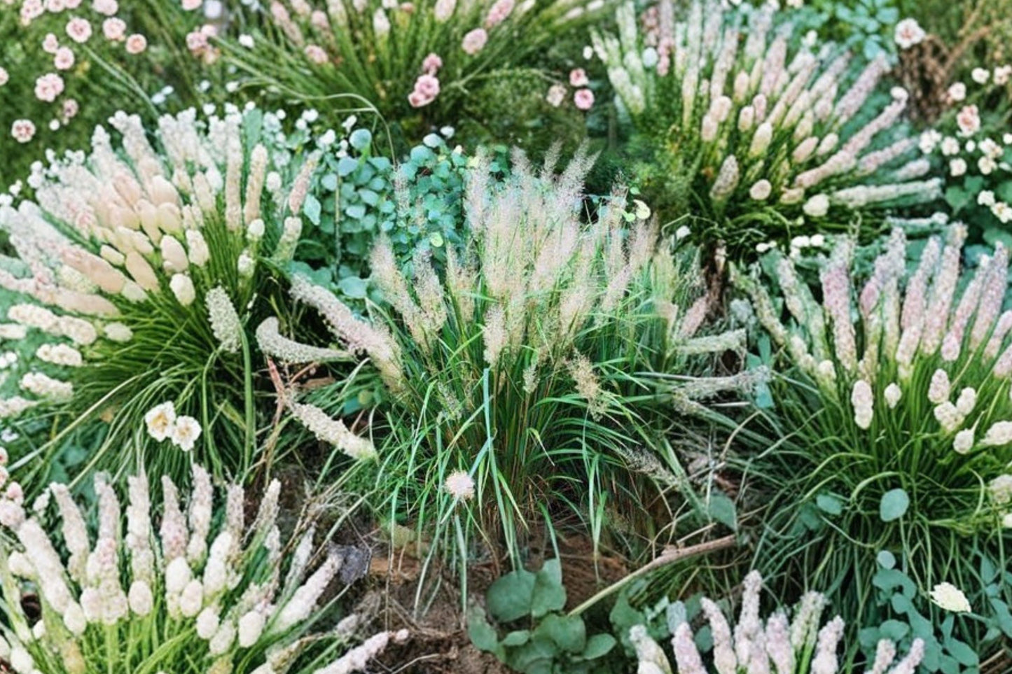 FREE SHIPPING Blue Sandhill Grass Starter Plant | Live Calamagrostis brachytricha | Korean Feather Reed Grass | Ornamental Grass