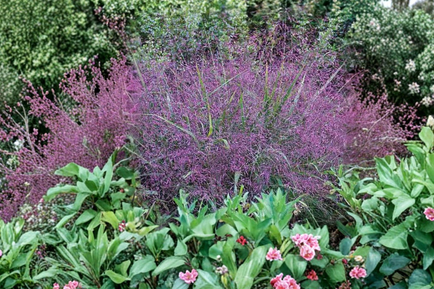 FREE SHIPPING Ginger Love Grass Starter Plant | Live Eragrostis spectabilis | Purple Love Grass | Native Ornamental Grass