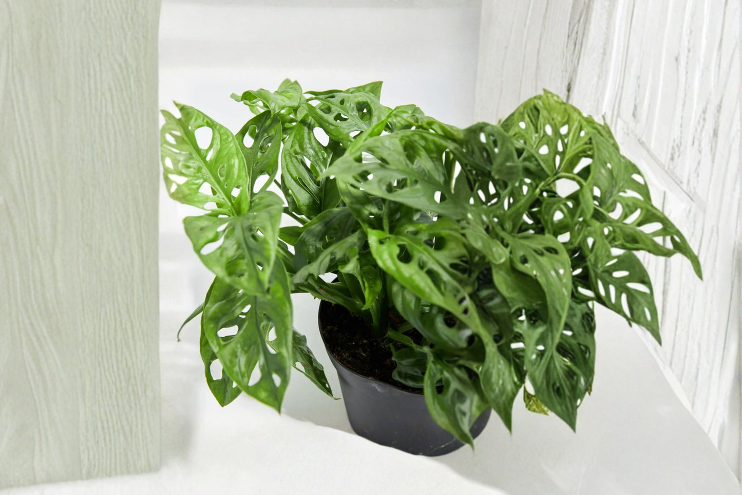 FREE SHIPPING Swiss Cheese Monstera Starter Plant | Live Monstera adansonii Houseplant | Trailing Indoor Tropical Plant