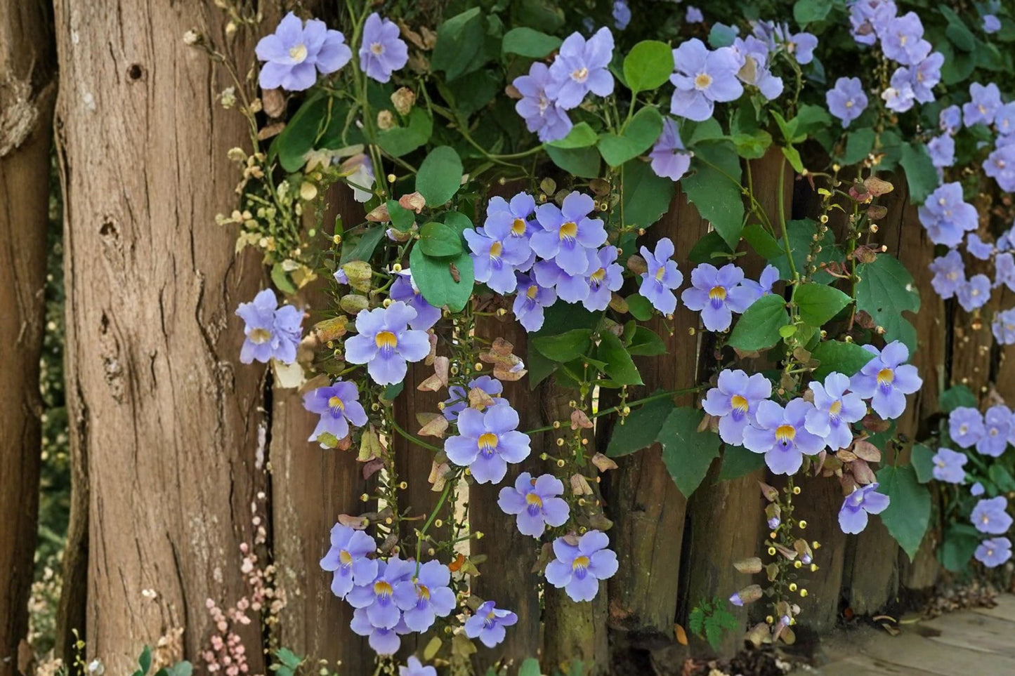 FREE SHIPPING Blue Wings Vine Starter Plant | Live Thunbergia grandiflora | Blue Sky Vine | Tropical Climbing Vine