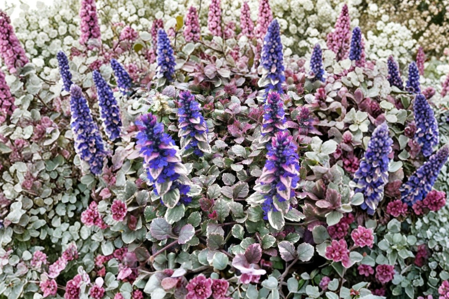 FREE SHIPPING Burgundy Glow Ajuga Starter Plant | Live Ajuga reptans 'Burgundy Glow' | Variegated Ground Cover Perennial